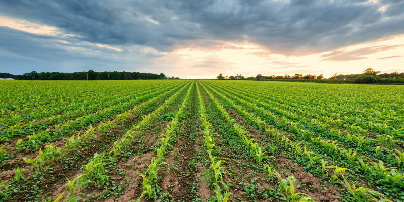 Using Ethanol to Help Plants Better Handle Heat Stress