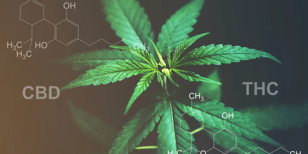 What happens when you take the cannabinoids out of cannabis?