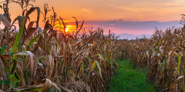 Ethanol in the Future of Middle-America